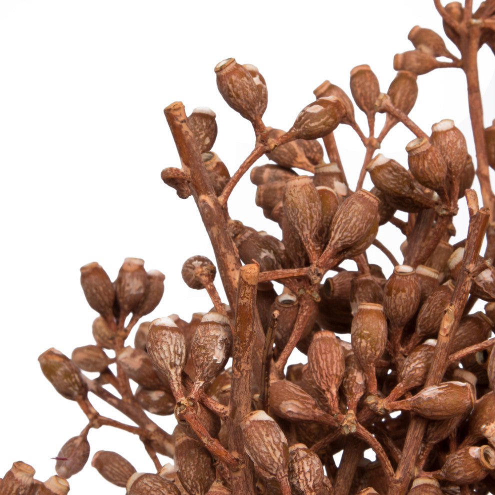 Vickerman Natural Botanicals 12" x 1-3" Eucalyptus Clusters, Orange, 12" x 1-3"