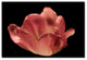 'Blooming Tulip II' Canvas Art by Martha Guerra