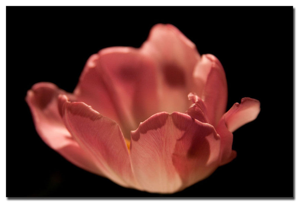'Blooming Tulip II' Canvas Art by Martha Guerra