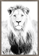 Wild Calling 1, Giclee Reproduction Artwork