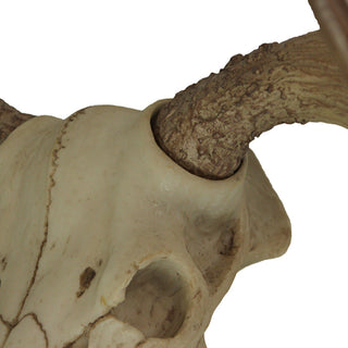 Large Lifelike Bull Moose Skull Hanging Wildlife Decor Statue