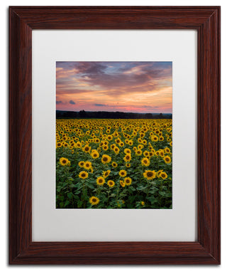 Blanchette Photography 'Sunflowers', Wood Frame, White Matte, 11"x14"