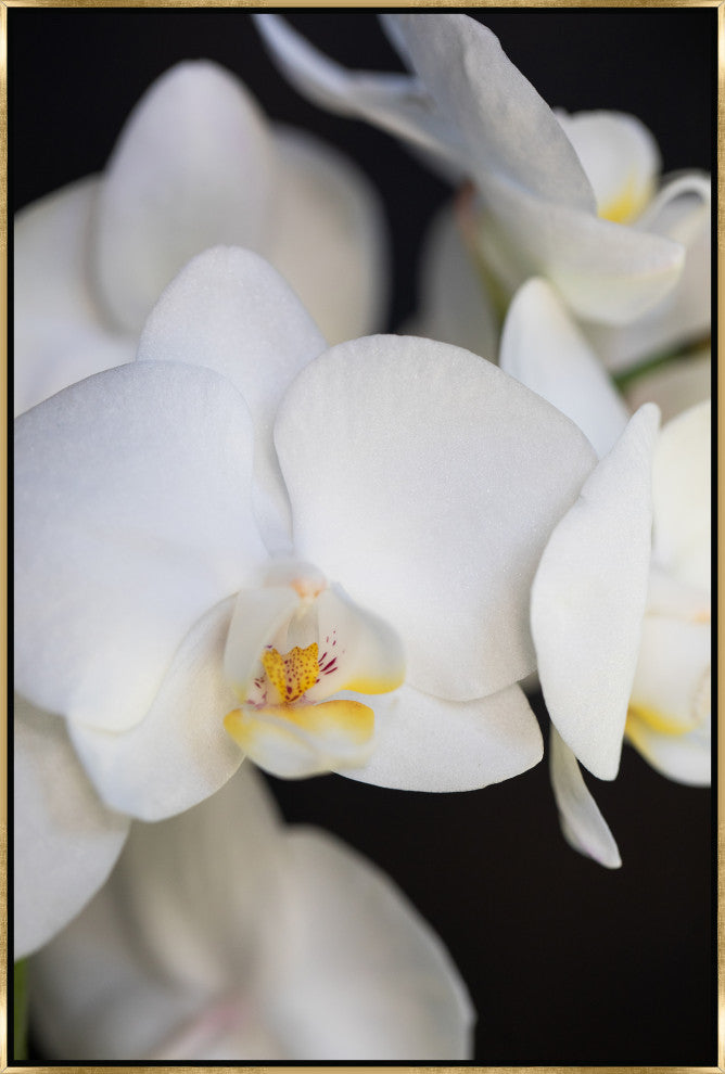 24x36 Orchidaceae Series Naples Yellow IV, Framed Artwork, Gold