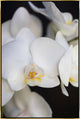 24x36 Orchidaceae Series Naples Yellow IV, Framed Artwork, Gold