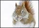 "Christmas Squirrel" Framed Canvas Giclee by Mircea Costina, 41x31"