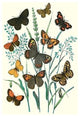 Butterflies: E. Hyperanthus, N. Lucina, Et Al.- Gallery Wrapped Canvas Art