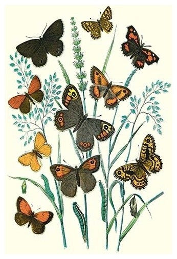 Butterflies: E. Hyperanthus, N. Lucina, Et Al.- Gallery Wrapped Canvas Art