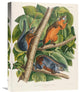 "Red-Bellied Squirrel" Stretched Canvas Giclee by John James Audubon, 17"x22"