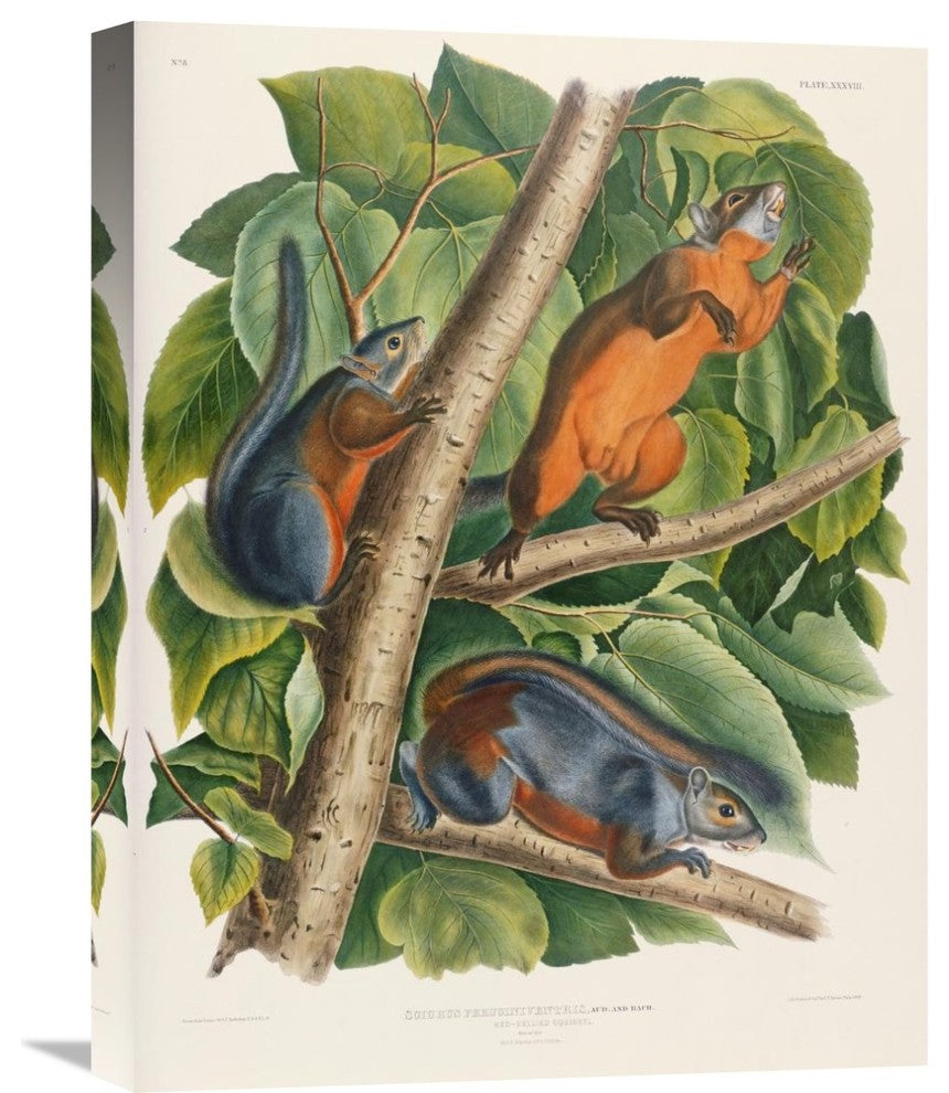 "Red-Bellied Squirrel" Stretched Canvas Giclee by John James Audubon, 17"x22"