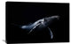 "Black and Whale" Stretched Canvas Giclee by Barathieu Gabriel, 36x24"