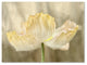 Cora Niele ''Sunshine Poppy'' Canvas Art