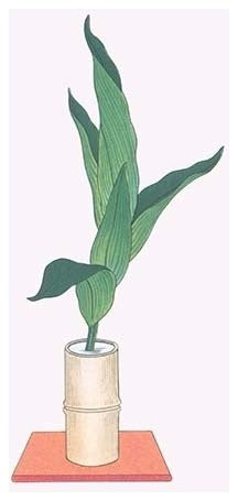 Haran (Five Aspidistra Leaves) in Bamboo Vase - Framed Paper Poster 20" x 30"