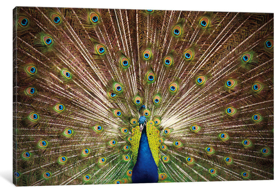 "Proud as Peacocks II" by Laura Marshall, 26x18x1.5
