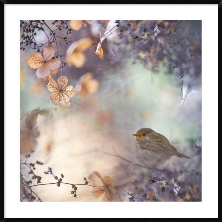 "Hydrangea Fantasy" Framed Digital Print by Teuni, 44x44"