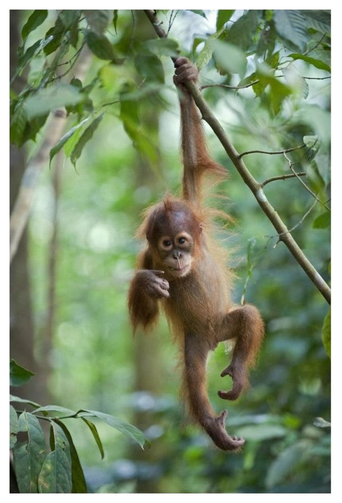 "Sumatran Orangutan baby dangling, north Sumatra" Paper Art, 42"x62"
