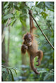 "Sumatran Orangutan baby dangling, north Sumatra" Paper Art, 42"x62"