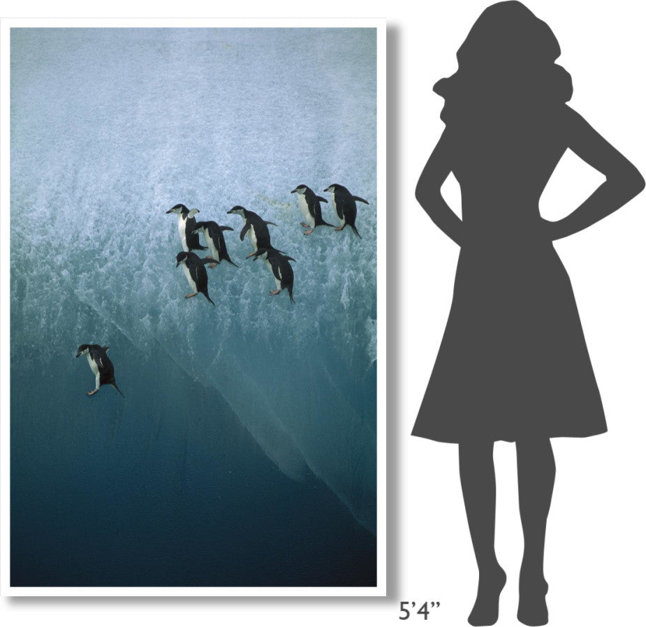 "Chinstrap Penguins jumping off iceberg, Sandwich Islands" Paper Art, 42"x62"