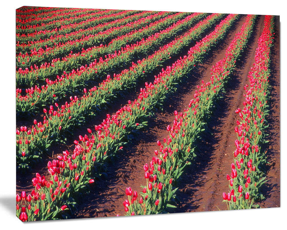 Beautiful Field of Red Tulip Flowers, Large Landscape Canvas Art, 40"x30"