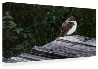 Ron Parker 'Tree Swallow' Canvas Art, 19"x10"