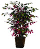 4' Capensia Bush In Square Willow