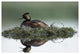 "Black-necked Grebe calling, incubating eggs, North America" Paper Art, 62"x42"