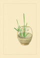 Narcissus - Canvas Poster 20" x 30"