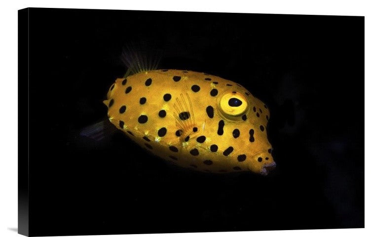 "Yellow Boxfish" Stretched Canvas Giclee by Barathieu Gabriel, 18x12"