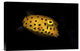 "Yellow Boxfish" Stretched Canvas Giclee by Barathieu Gabriel, 18x12"