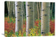 "Aspen Trunks, Colorado" Artwork, 36" x 25.56"