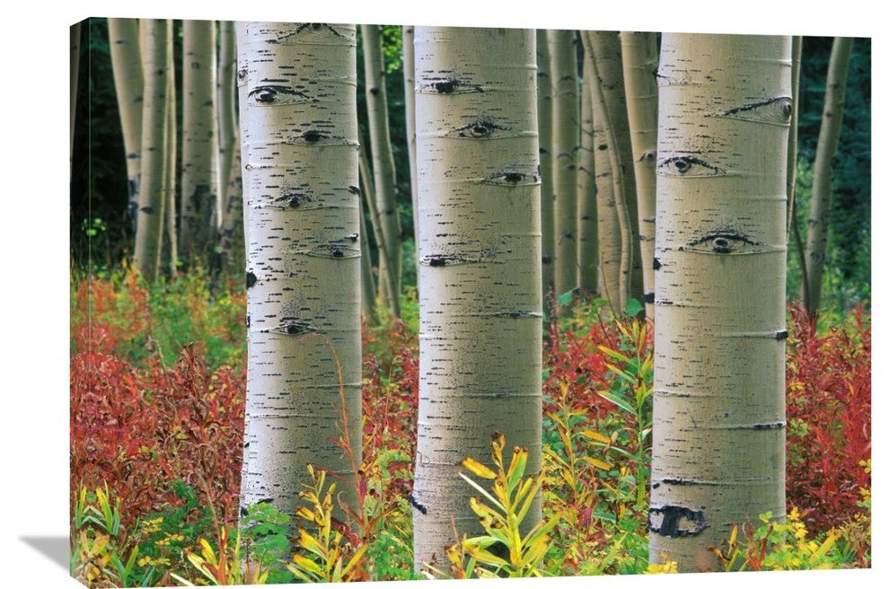 "Aspen Trunks, Colorado" Artwork, 36" x 25.56"