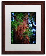 'Giant Sequoia' Matted Framed Canvas Art by Philippe Sainte-Laudy