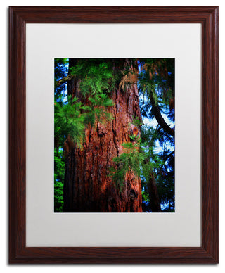 'Giant Sequoia' Matted Framed Canvas Art by Philippe Sainte-Laudy