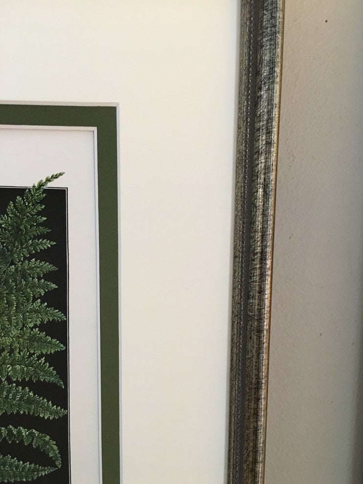 Original Vintage 1925 Botanical Fern Framed Prints, Set of 2