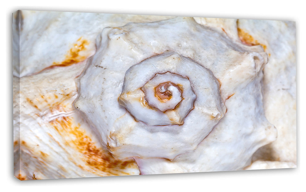 Great Skeleton of Sea Shell, Oversized Animal Wall Art, 32"x16"