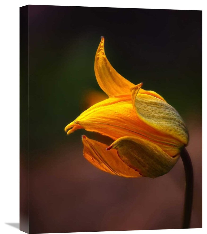 "Shine" Stretched Canvas Giclee by Kent Mathiesen, 17"x22"