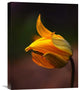 "Shine" Stretched Canvas Giclee by Kent Mathiesen, 17"x22"