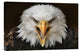 "Fierce" Stretched Canvas Giclee by Jimmy Hoffman, 18x12"