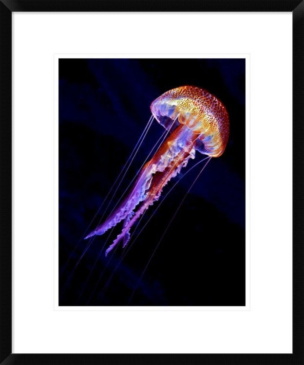 "Jellyen" Framed Digital Print by Henry Jager, 20"x24"