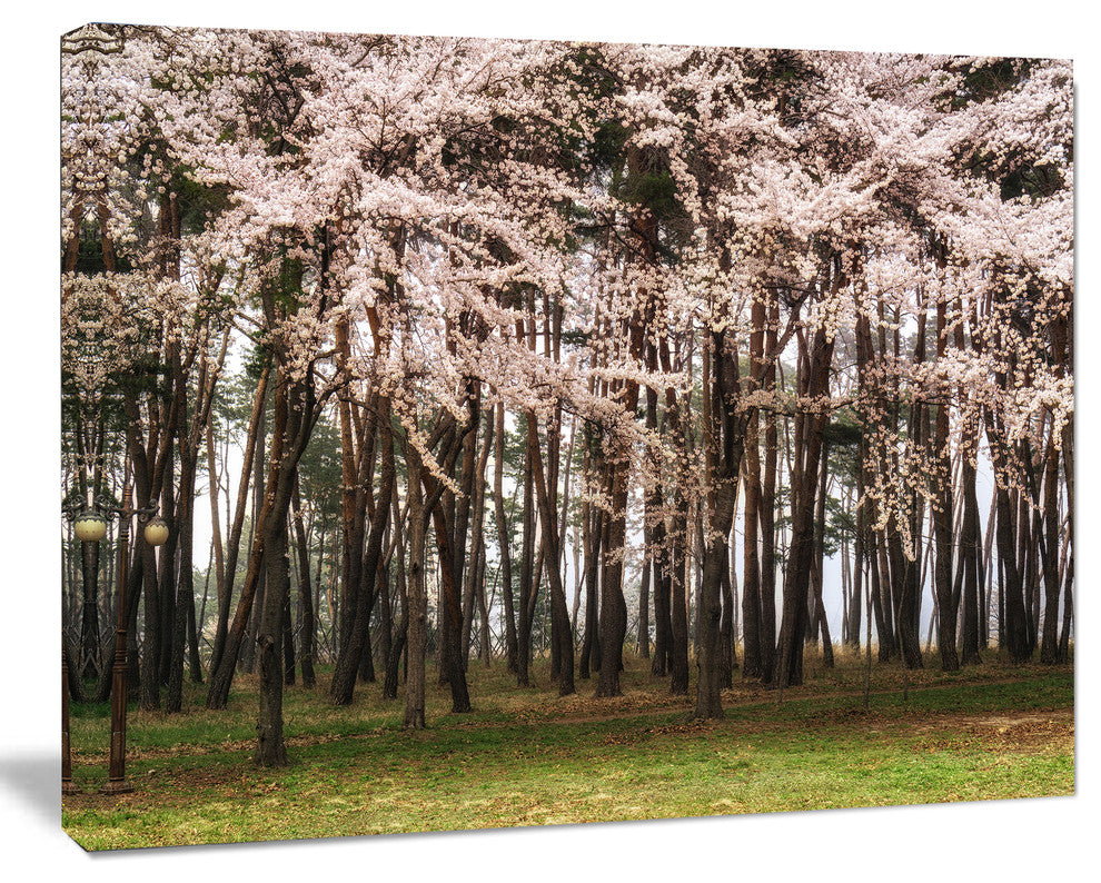 Cherry Blossoms in Pine Tree, Large landscape Canvas Art Print, 60x40