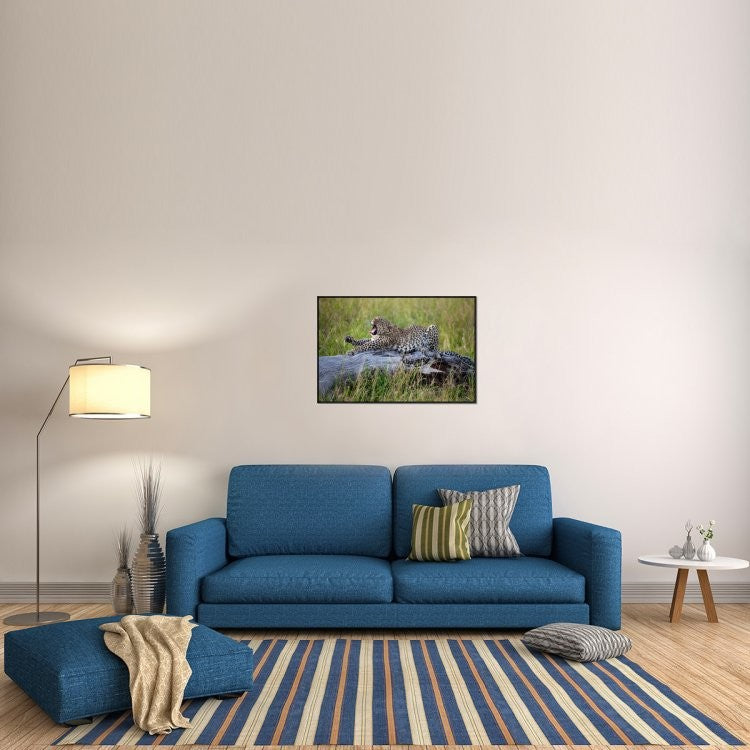"Big Cat" Framed Canvas Giclee by Alessandro Catta, 37x25"