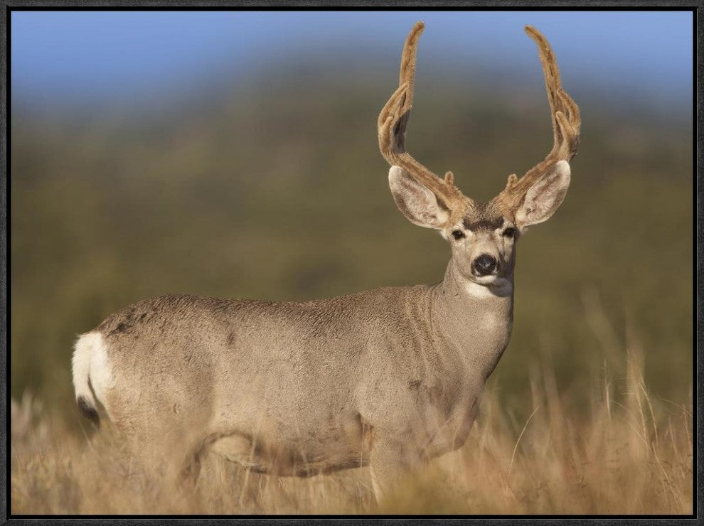 "Mule Deer male in dry grass, North America"  by Tim Fitzharris, 25x19"
