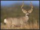 "Mule Deer male in dry grass, North America"  by Tim Fitzharris, 25x19"