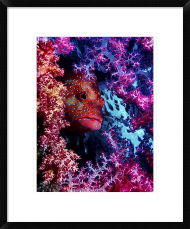 "Coral Hind" Framed Digital Print by Dani Barchana, 20"x24"