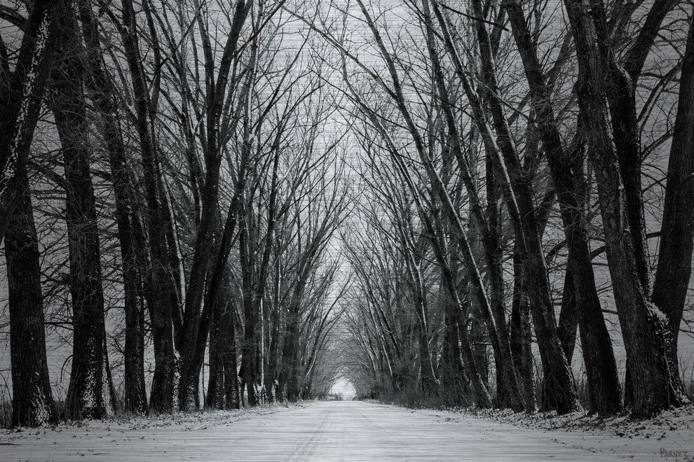 "Rows of Trees" Print on Brushed Aluminum, 60"x40"