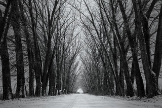 "Rows of Trees" Print on Brushed Aluminum, 60"x40"