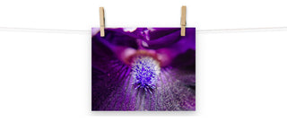 Eye of Iris Nature Photography, Floral Unframed Wall Art Print, 8" X 10"