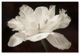 Cora Niele 'White Tulip I' Canvas Art