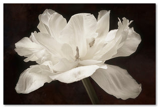 Cora Niele 'White Tulip I' Canvas Art