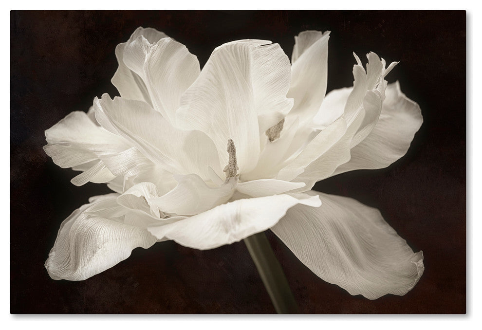 Cora Niele 'White Tulip I' Canvas Art