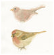 "Watercolor Birds II Sq" Digital Paper Print by Shirley Novak, 42"x42"